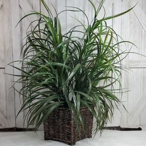 27" Tall Faux Green Grass Plant in Woven Basket Home Accents